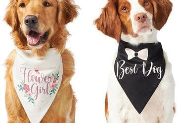 Custom Dog Bandanas