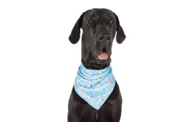 Bandanas For Dogs