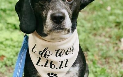 Custom Bandanas For Dogs