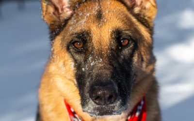 The Ultimate Guide to Creating Custom Pet Shop Bandanas